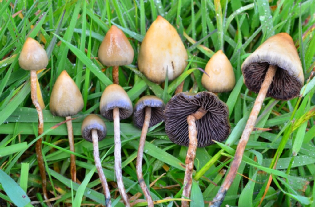 Psilocybin, Neuroplasticity, Stroke Recovery, Nerve Regeneration and the Science of&nbsp;Dosing